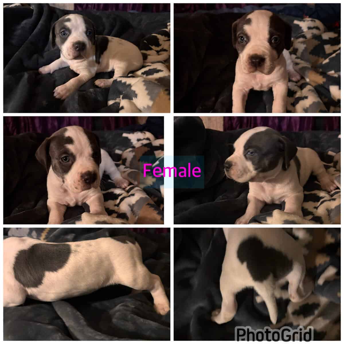 Blue nose pitbull puppies image 1
