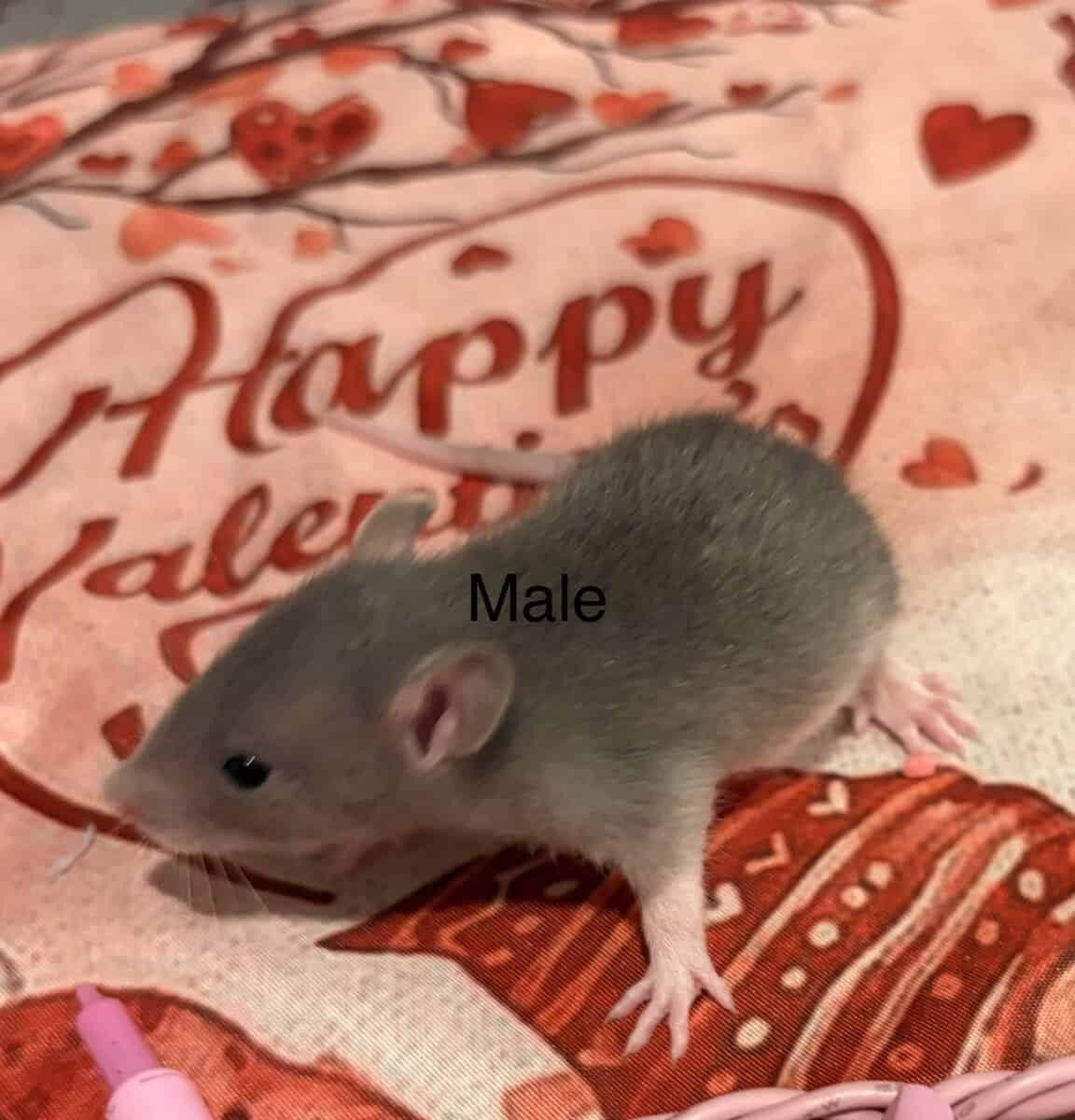 Fancy Rats! image 6
