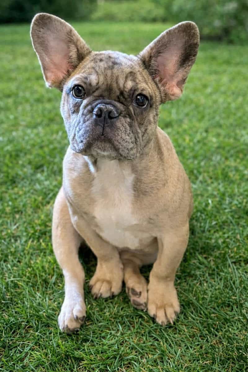 4 month Male French Bulldog image 1