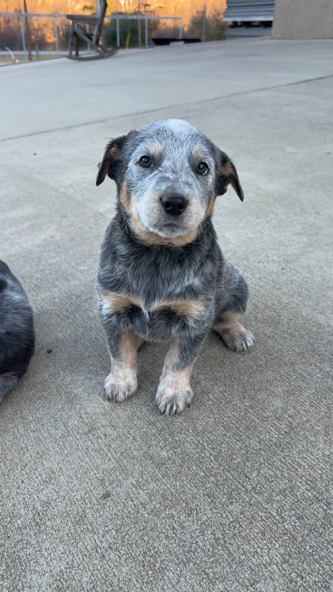 FULL BLOOD BLUE HEELER PUPPIES FOR SALE image 2