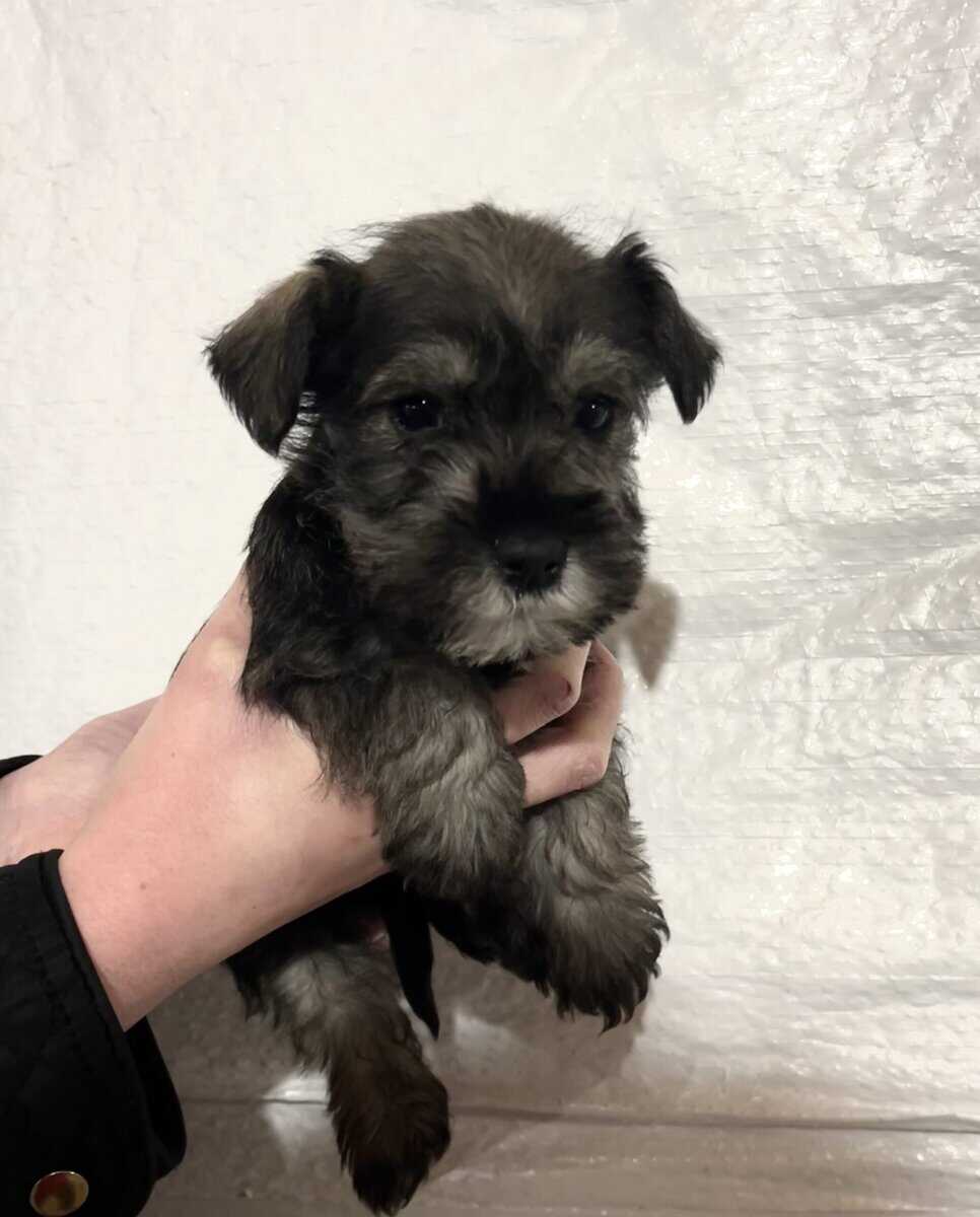 Miniature Schnauzer image 4