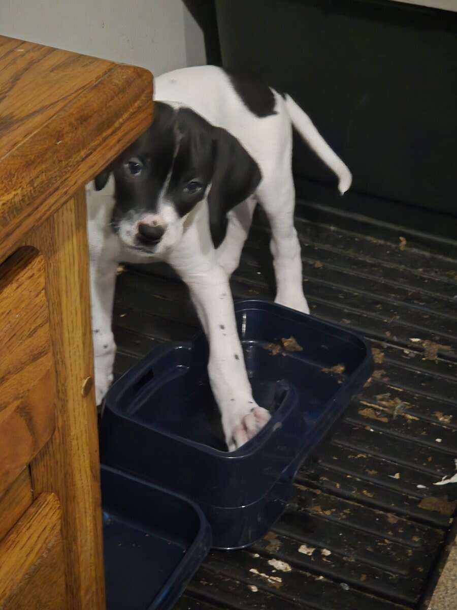 german short hair boxer mix puppies image 6
