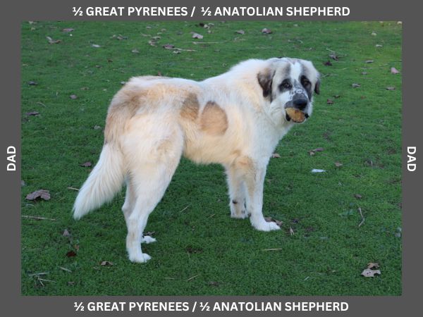 LGD Puppies-Great Pyrenees/Shepherd Mix image 21