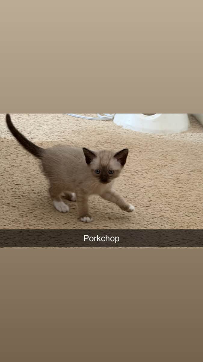 Snowshoe/ Siamese kittens born 12/29! image 9