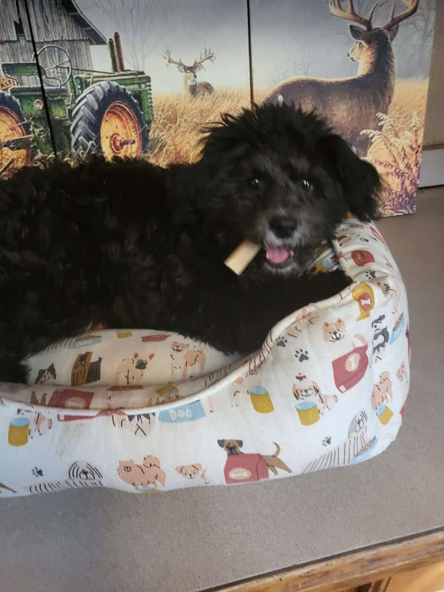 Mini Labradoodle Male (Rocky) image 2