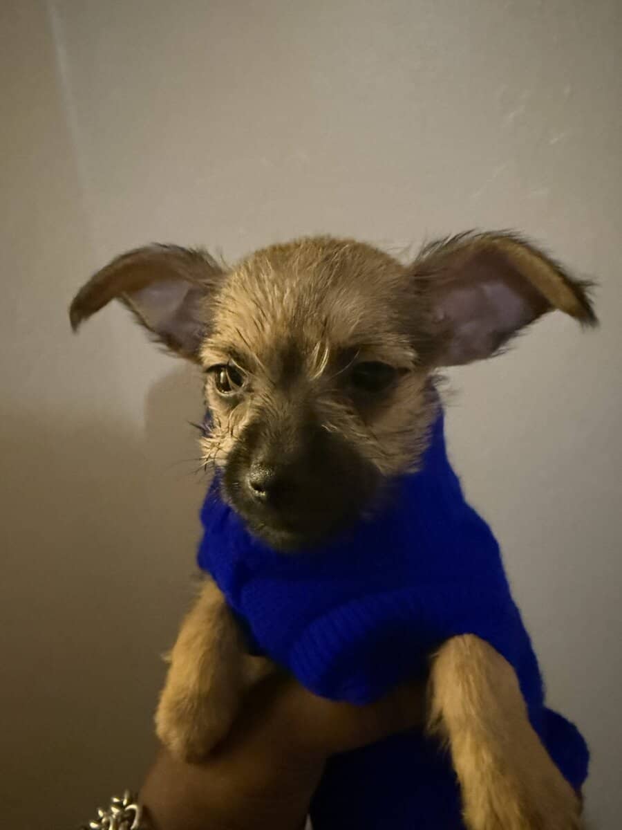 Lola Falona Pup 1 image 1