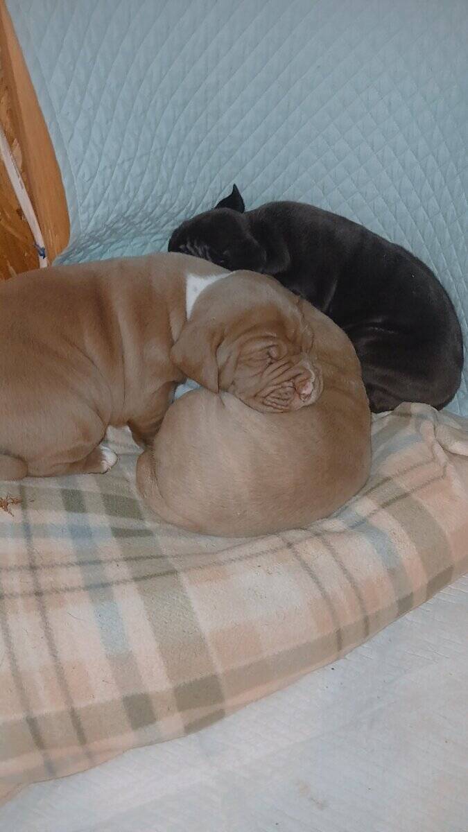 PUPPIES♡♡♡♡ image 7