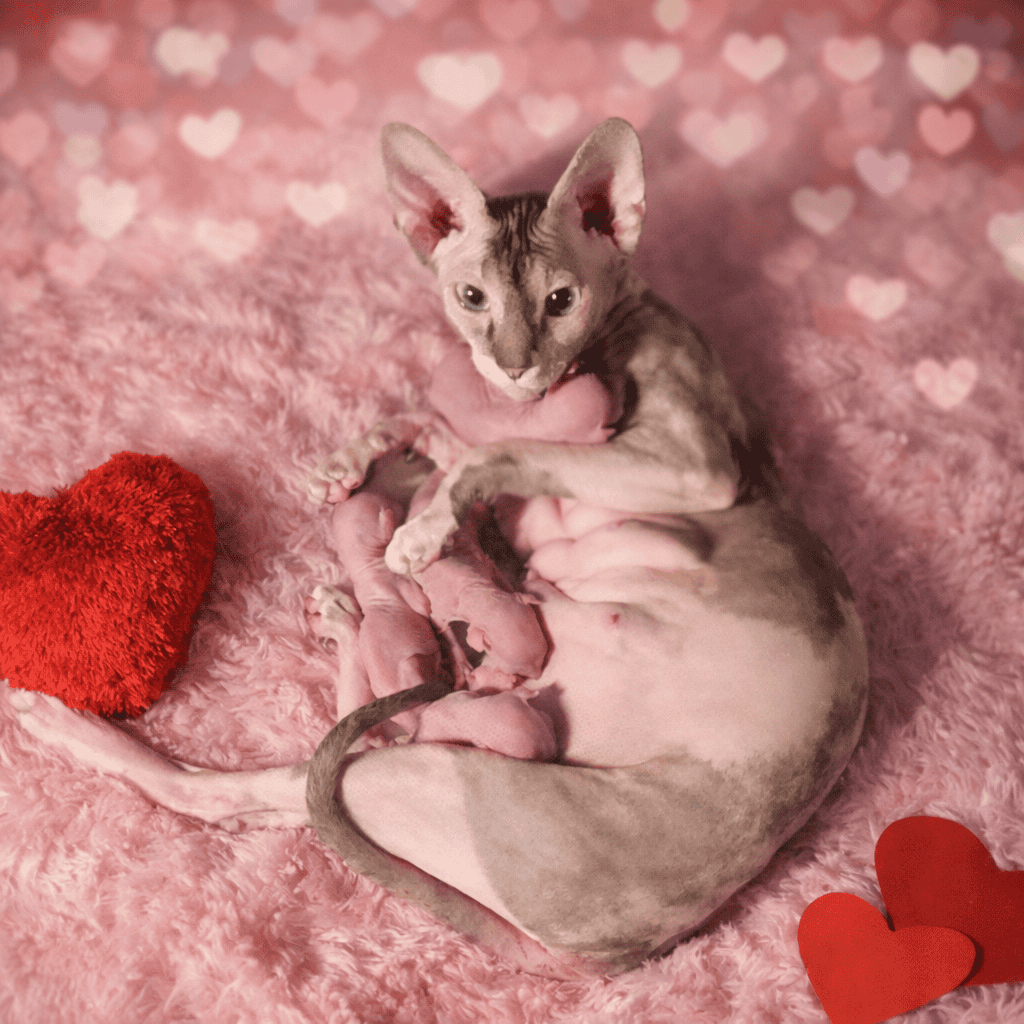 "TICA" Sphynx kittens available image 1