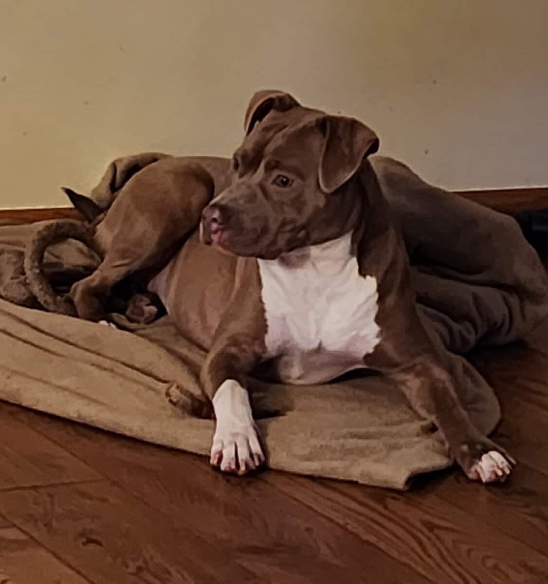 Sandy is looking for her furever home 🏡🐶🏡 image 3