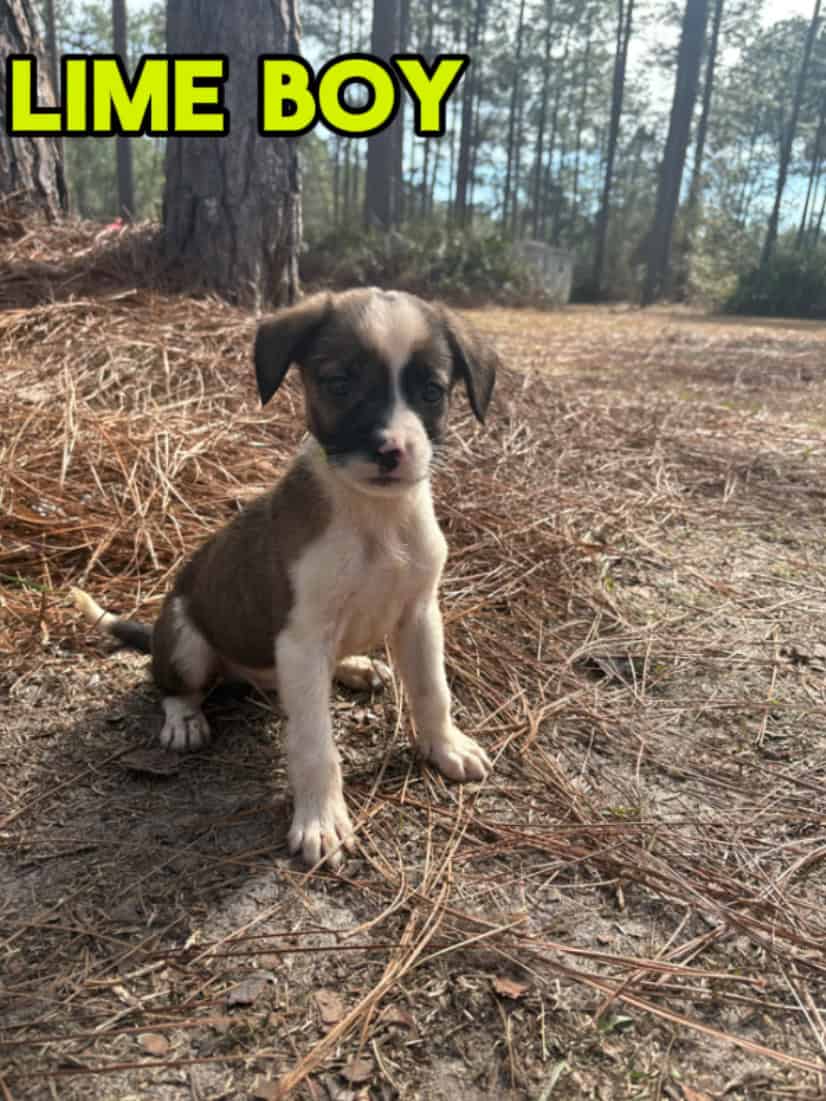 Aussie x Blackmouth Cur puppies for adoption image 18