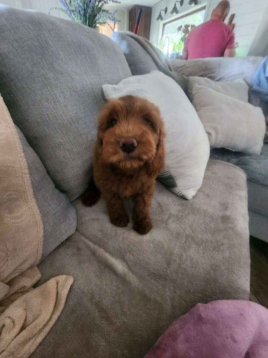 Goldendoodle image 3