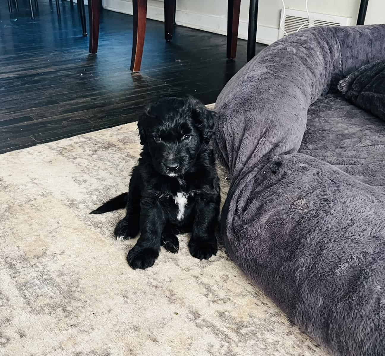 Tiny adorable Aussie doodle puppy image 5