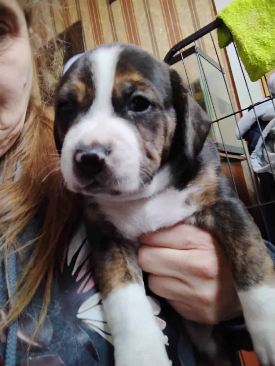 Pitt/Beagle mix puppies for sale image 4