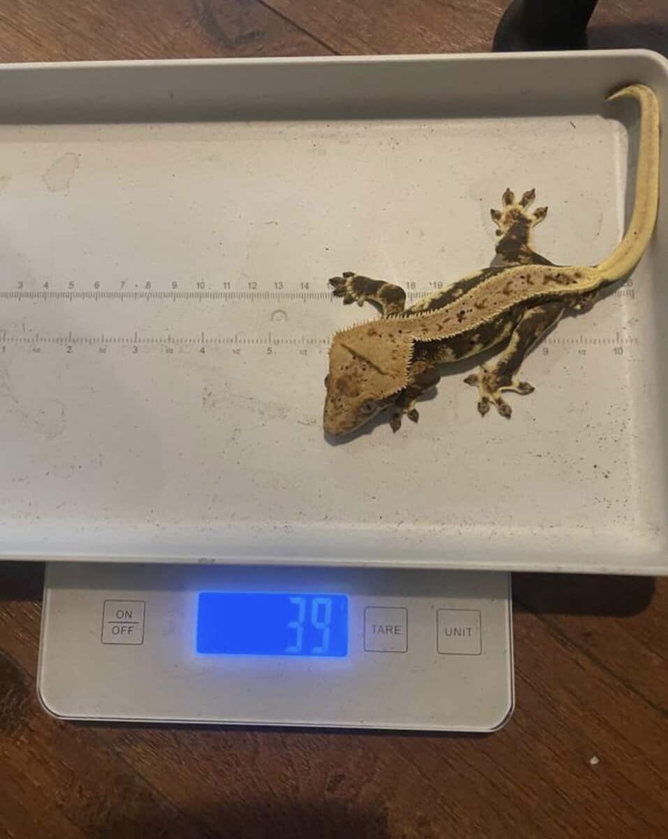 Lily white crested gecko male 39grams image 2