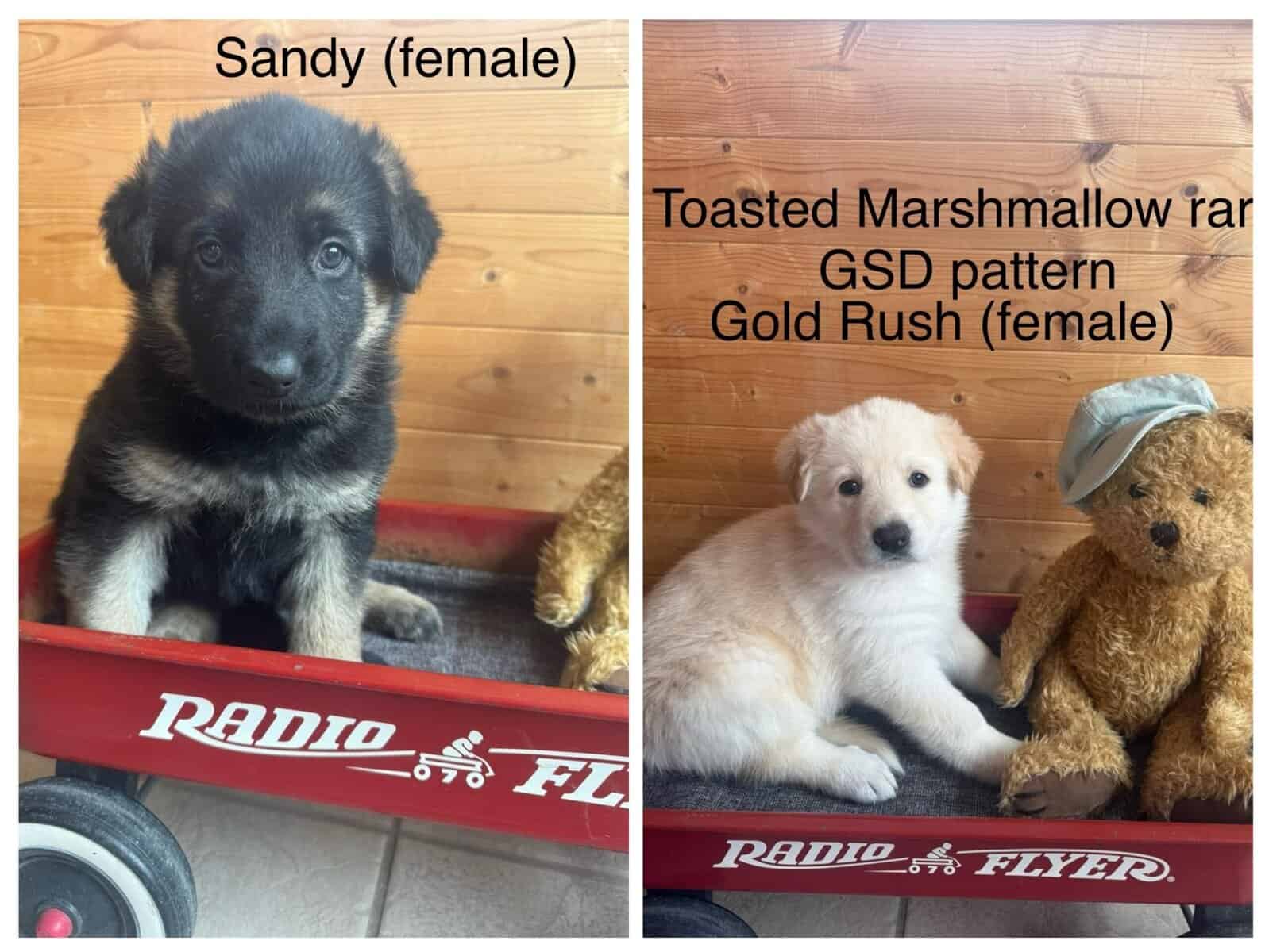 German Shepherd Puppies image 3