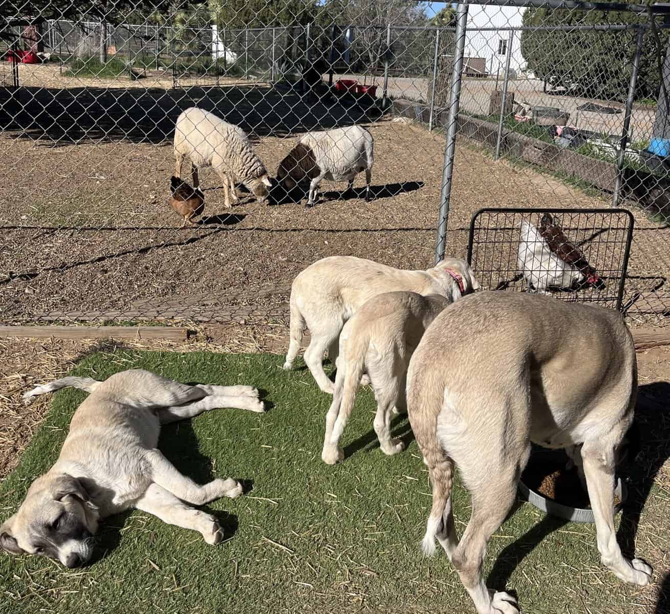 AKC Champion line working dogs image 2