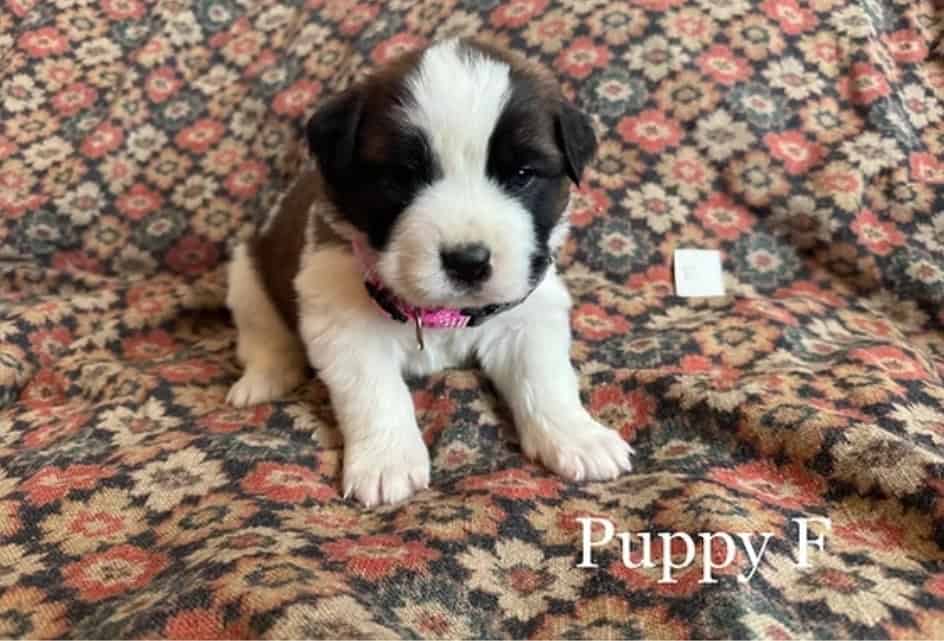 11 Perfect Baby Saint Bernards image 5