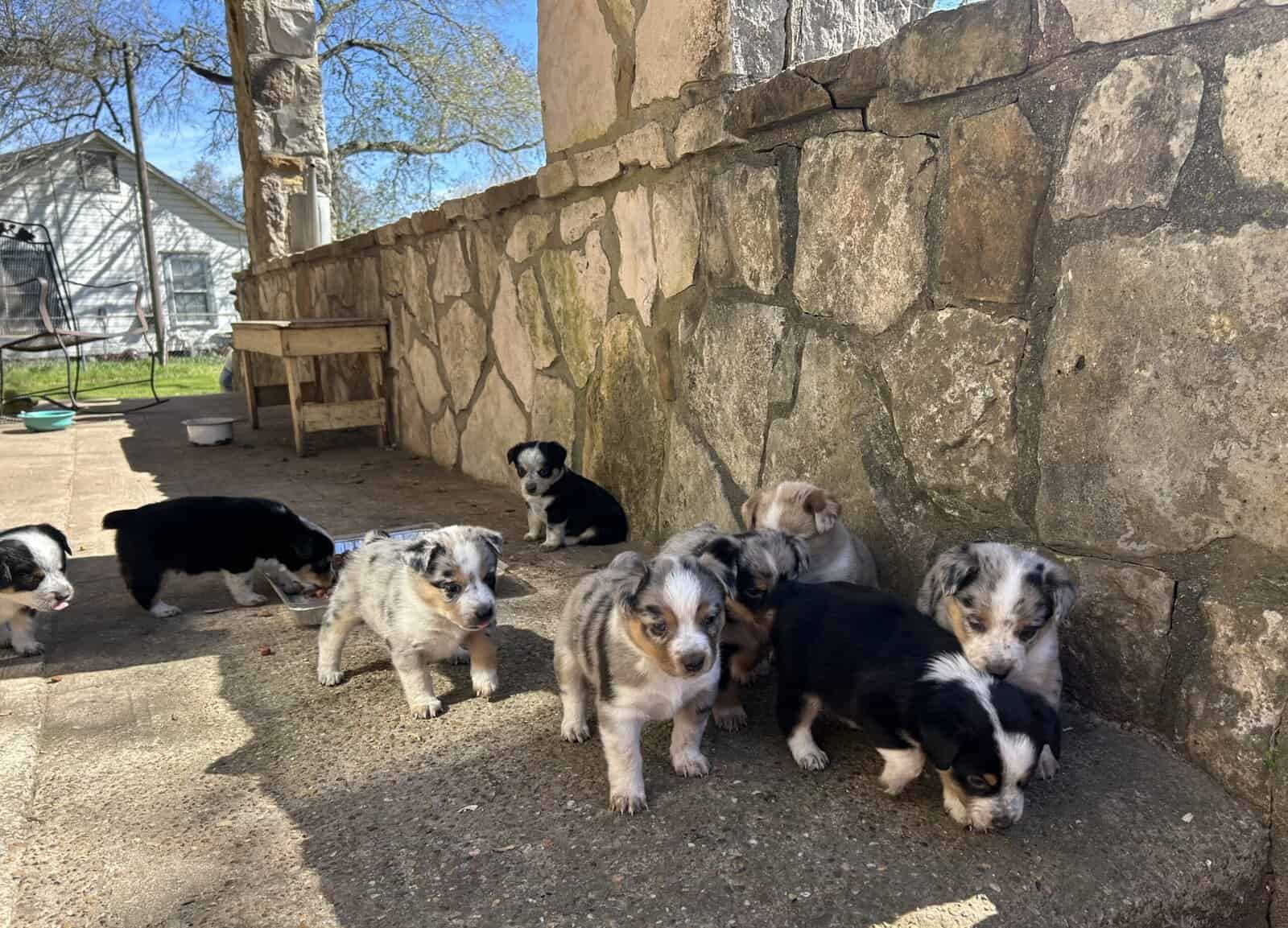Adorable Australian Heeler pups image 5