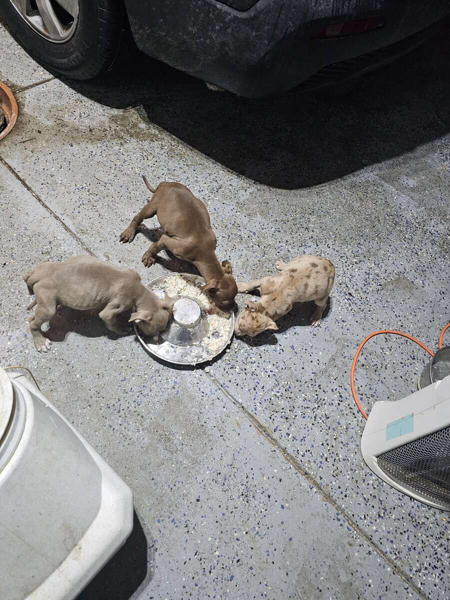 Bully puppies for sale image 3