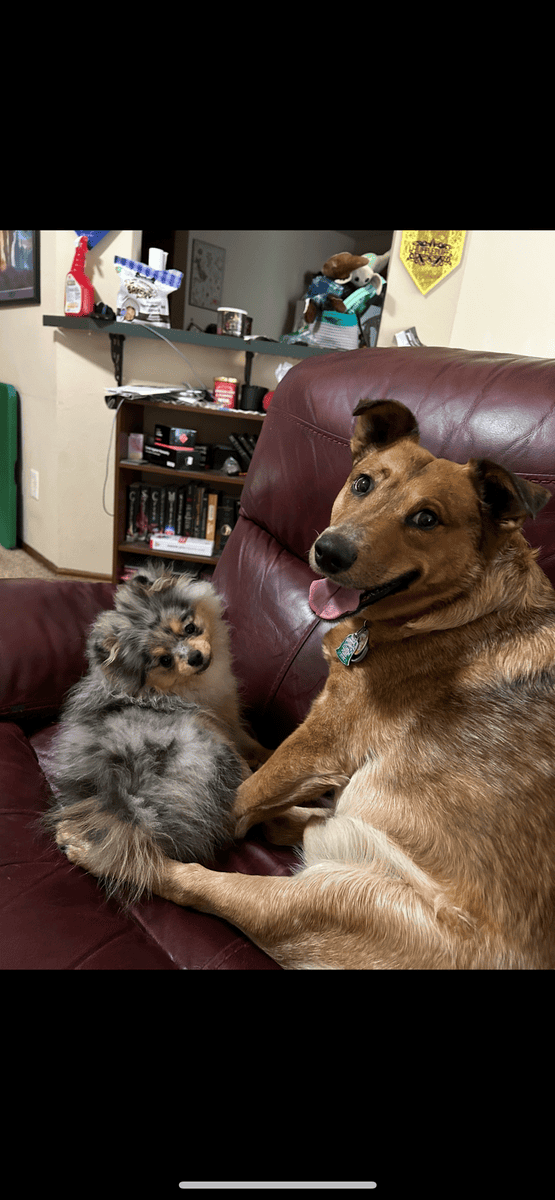red heeler, 5yr, intact, house trained image 1