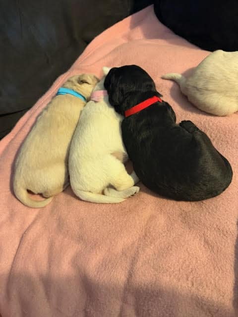 Labradoodle Puppies image 7