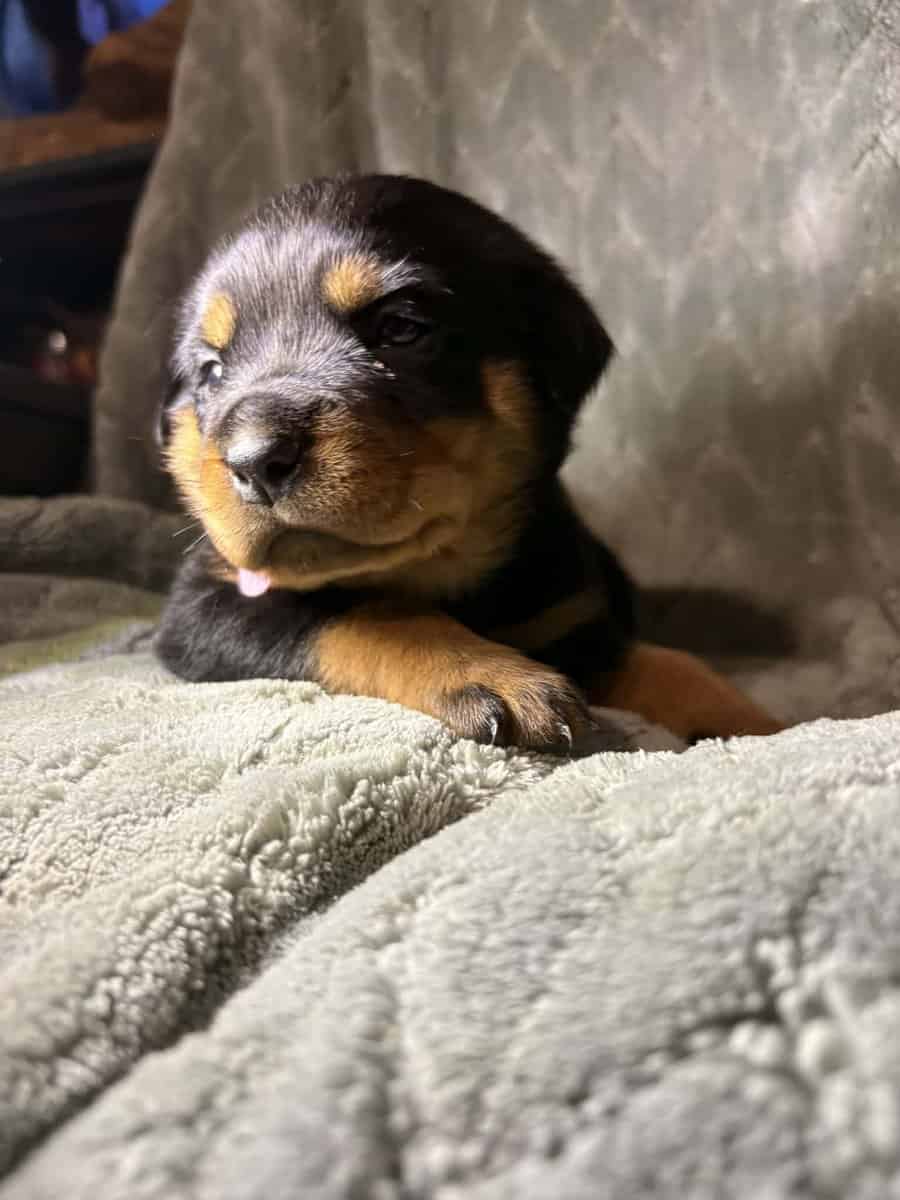 AKC Rottweiler Puppies image 7