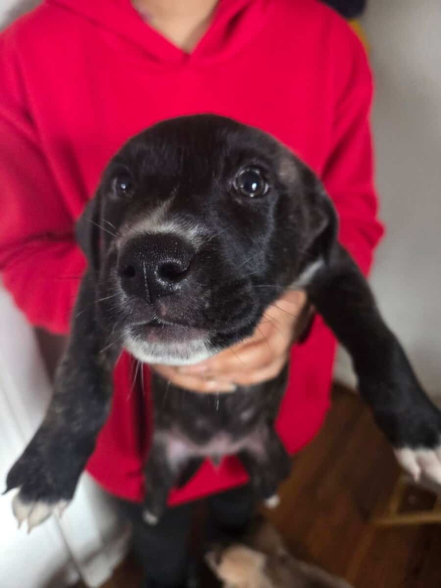 Puppies, free to good home image 5