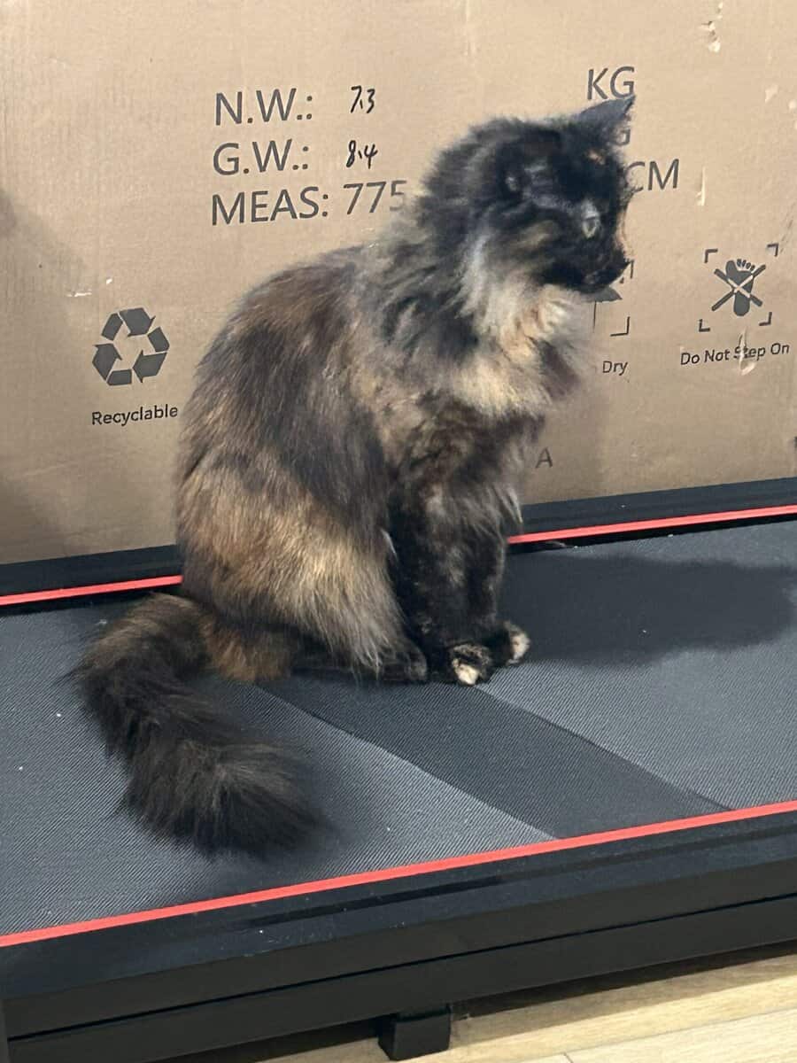 Mane Coon mix image 2