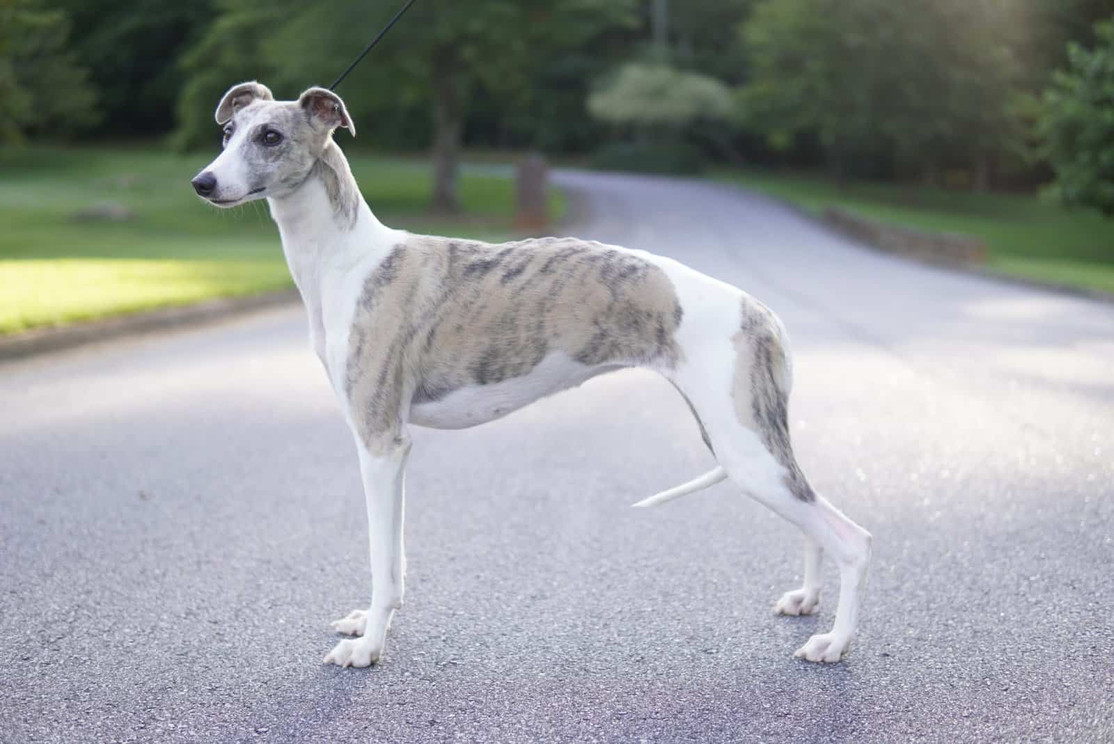 Whippet puppies AKC image 2