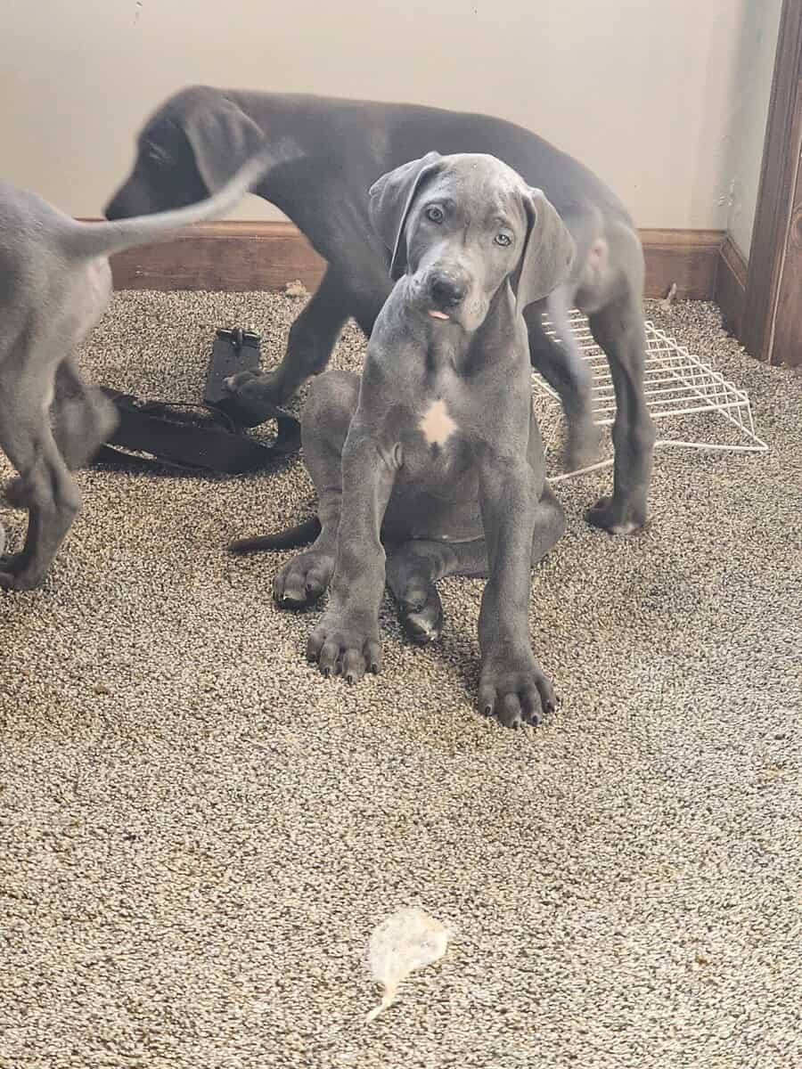 Great Dane puppies image 8