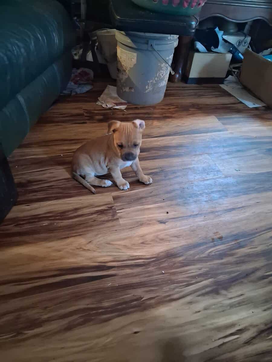 Free puppies to a good home 2 boys 2 girls image 2