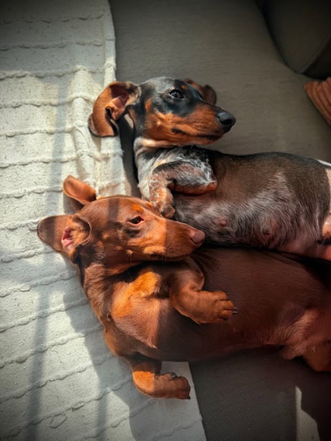 purebred dachshund pups image 20