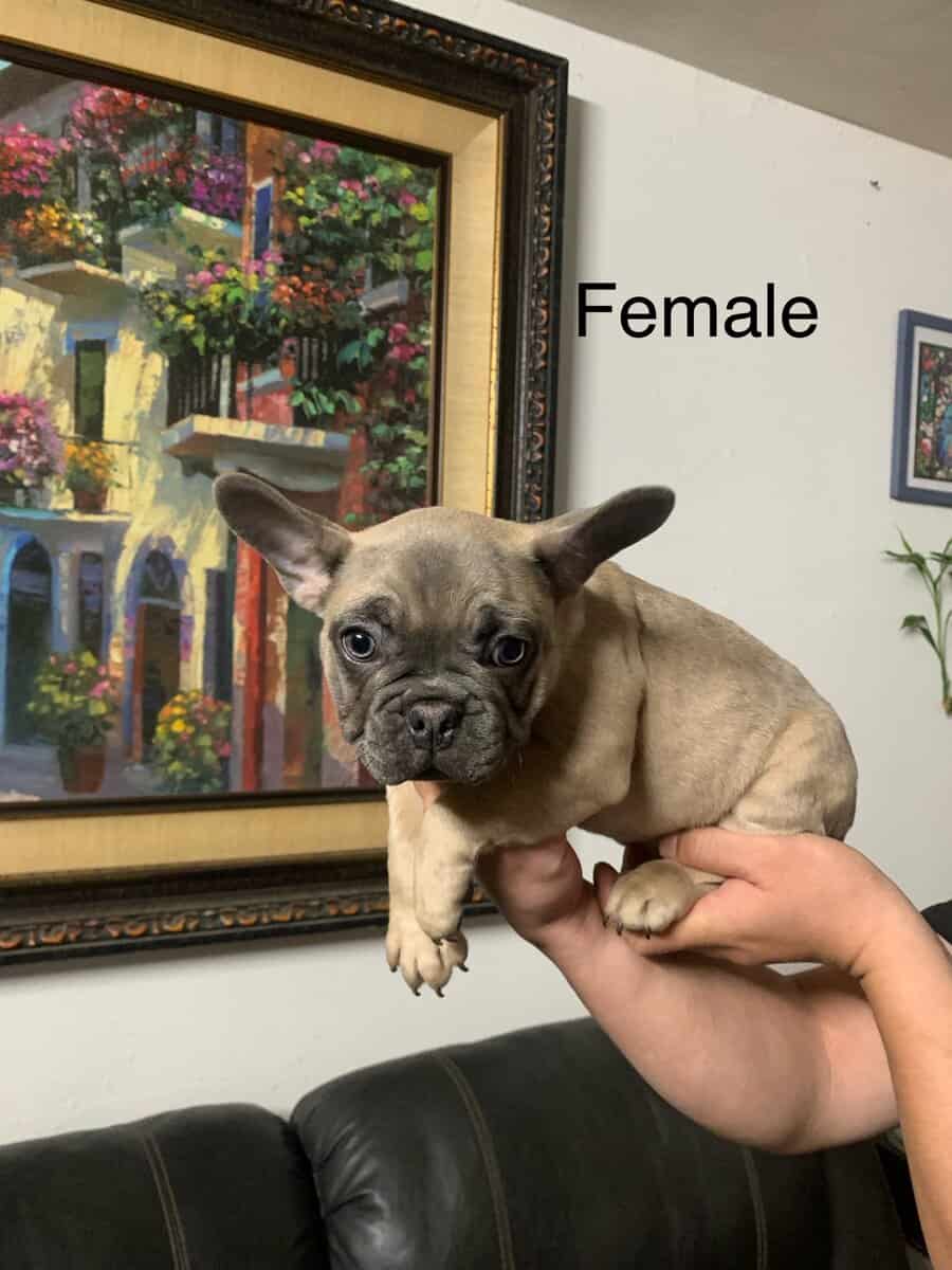French Bulldog puppies image 3