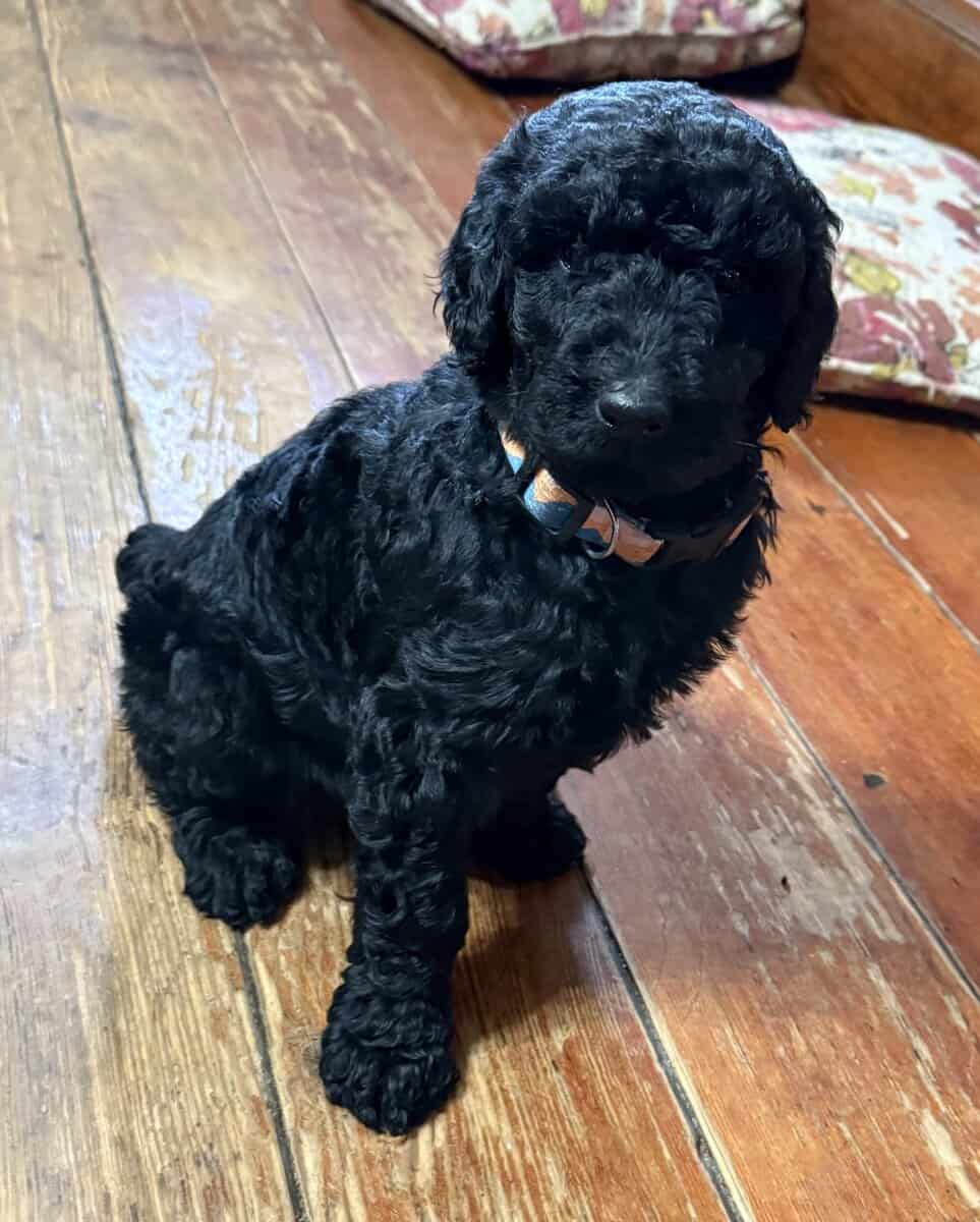 AKC STANDARD POODLE PUPS image 3