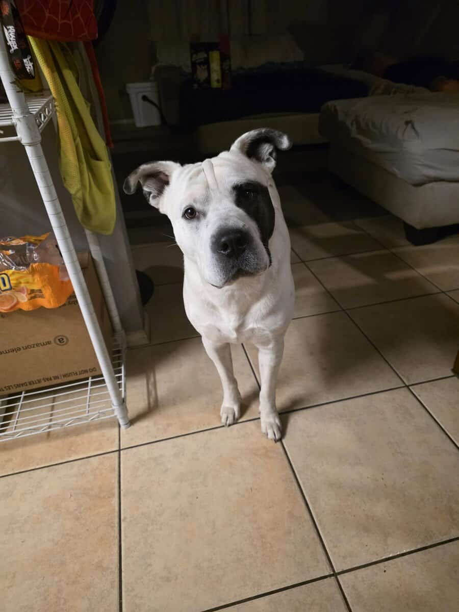 Bruno-4 year old pit/husky mix. Need to rehome image 1