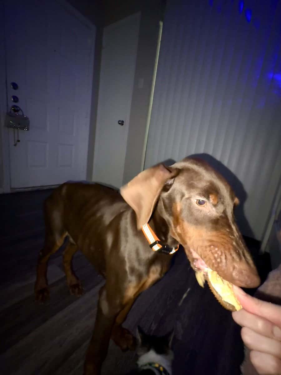 Doberman Puppies 11 weeks image 4