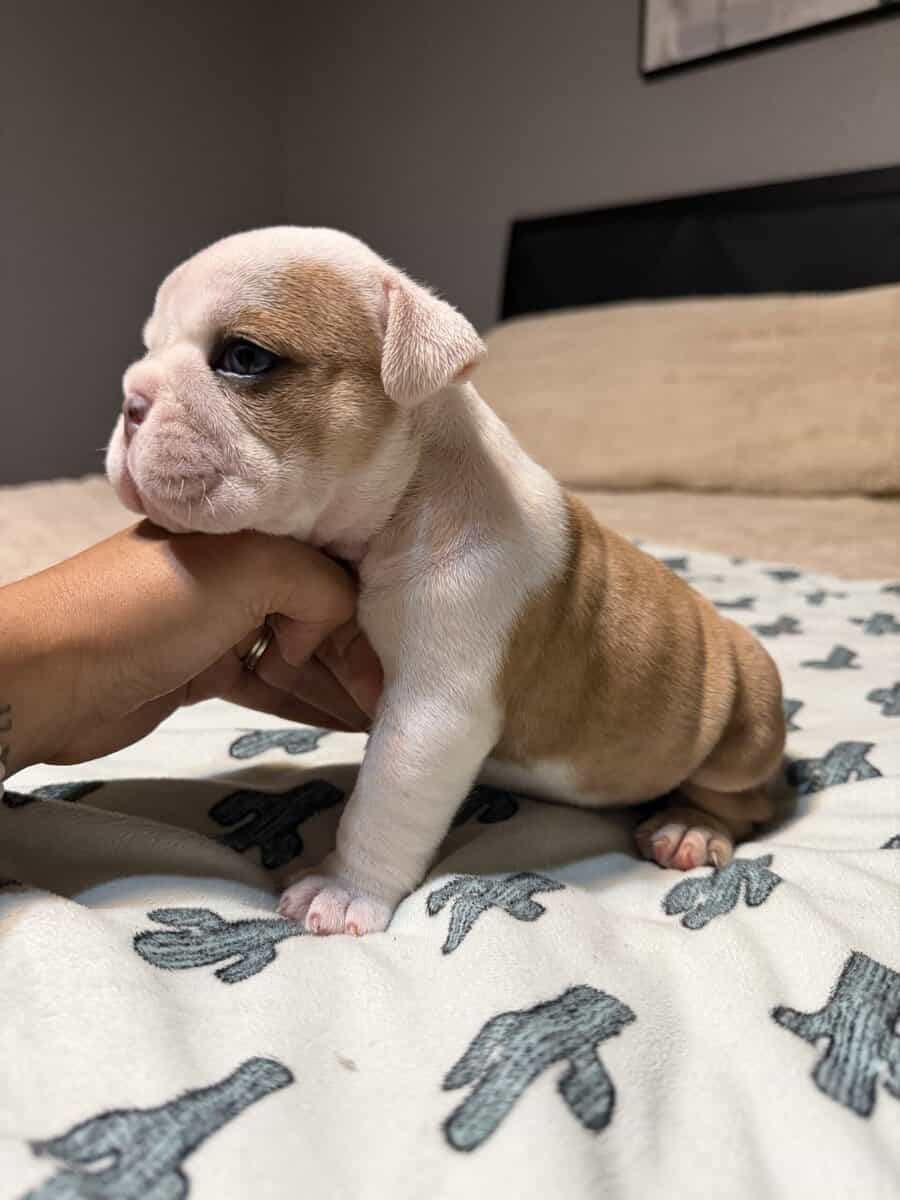 English Bulldog puppies image 2