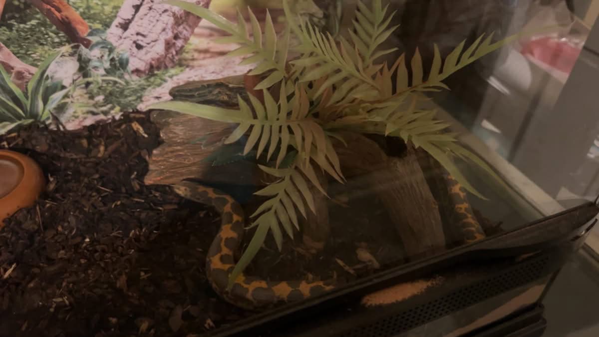 Tank and all setup and Dodoma sand boa image 3