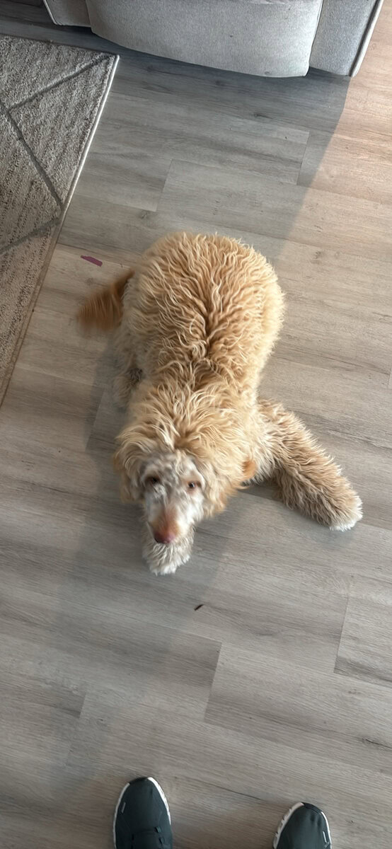 Golden Miniature Golden Doodle image 3