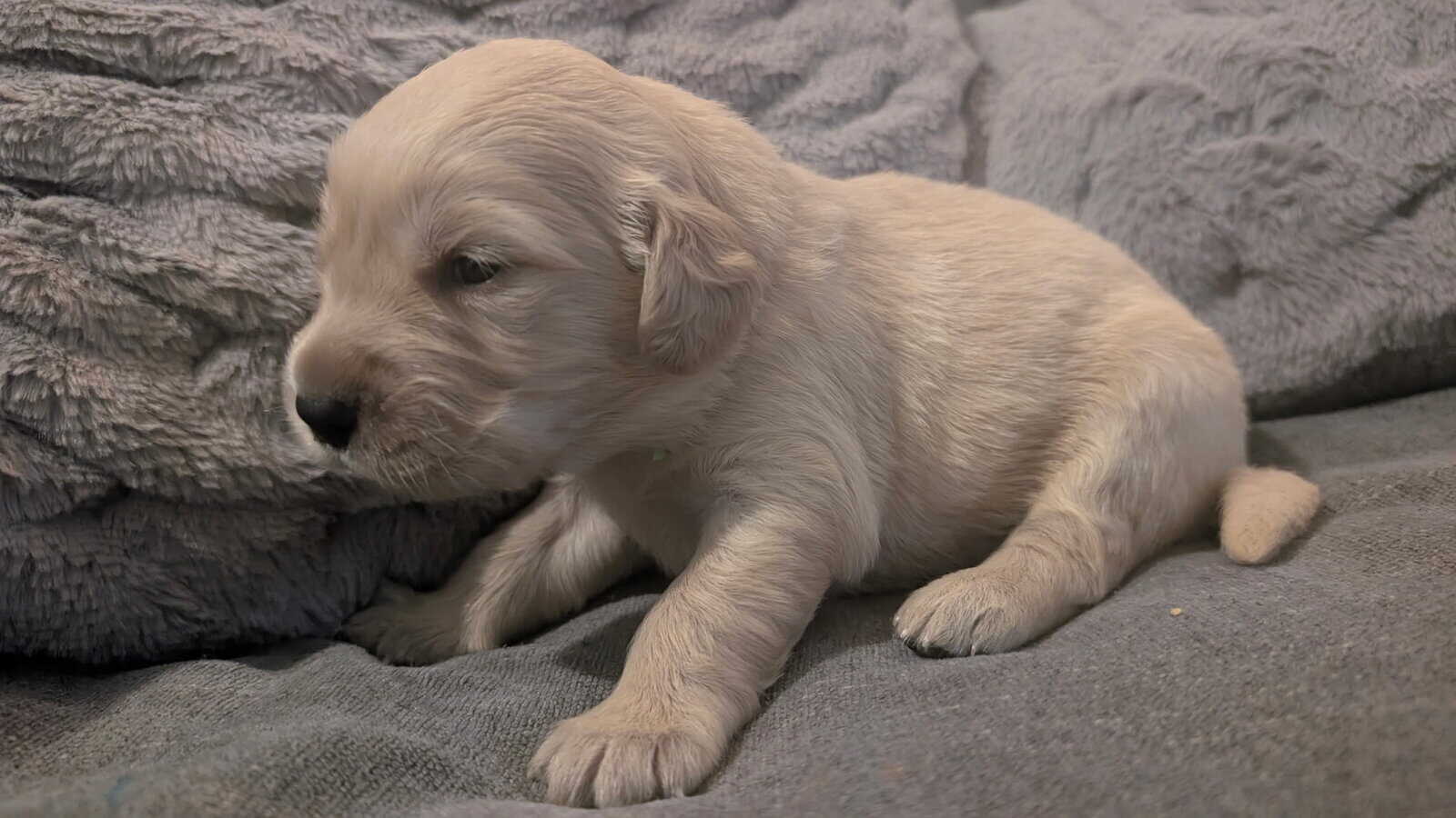 Golden Retriever Puppies image 2