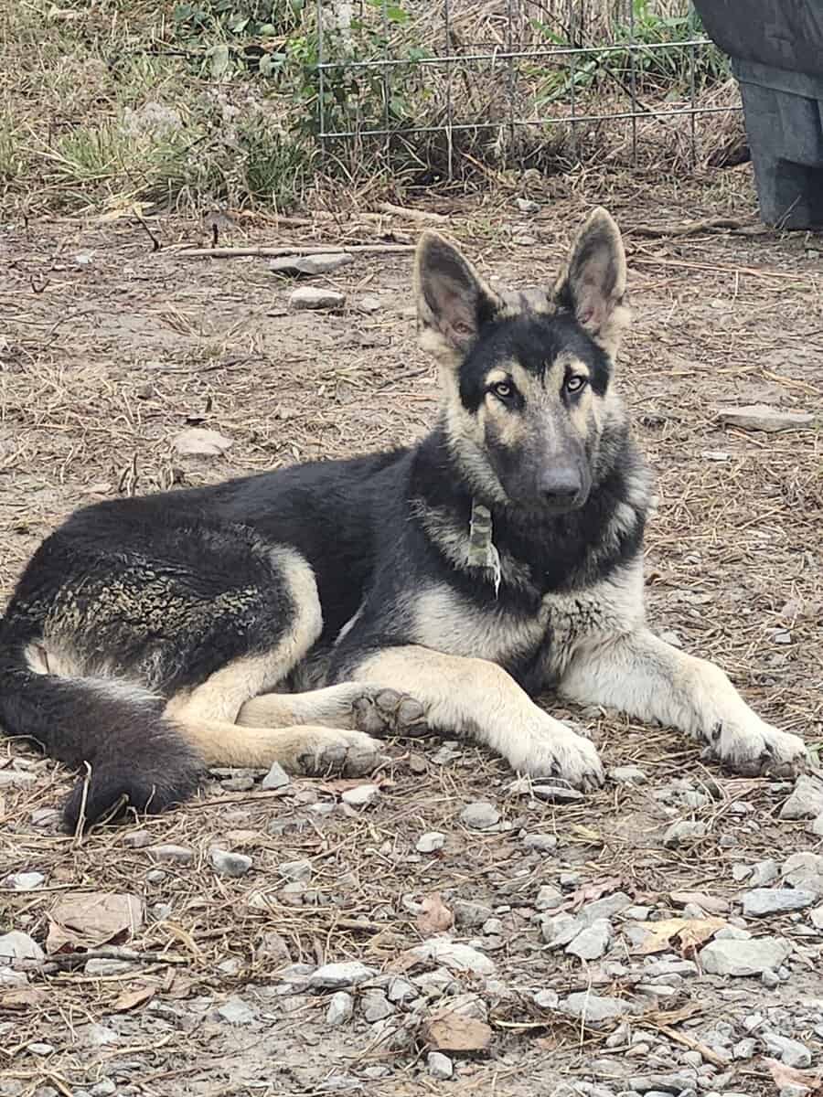 King shepard stud image 1