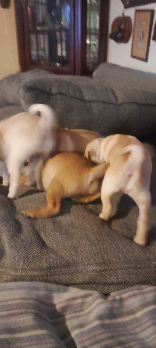 4 Chug puppies for sale $300 image 2