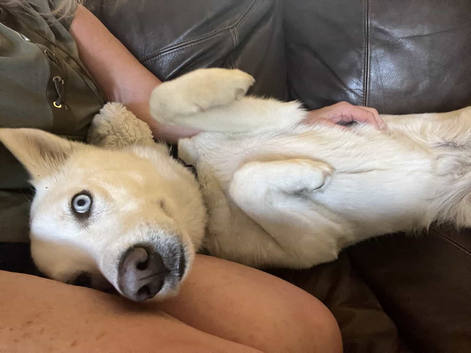 koda needs a new home! image 3