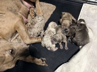 APB x XL Bully Puppies