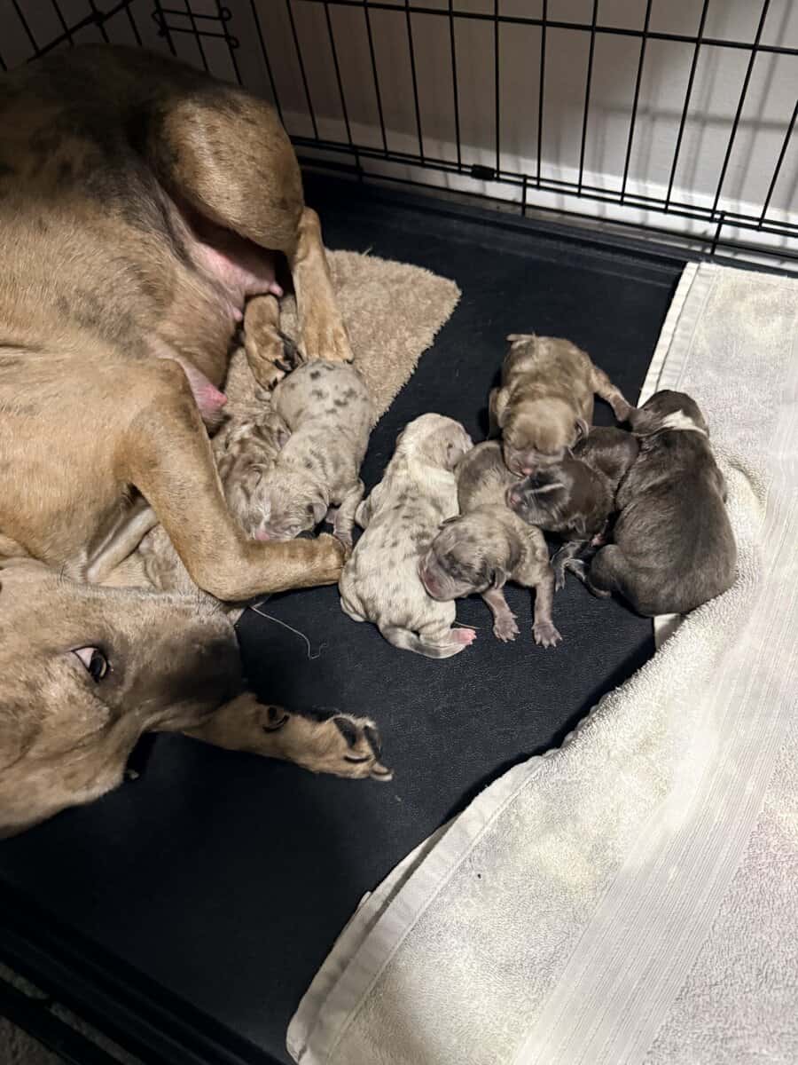 Exotic APB x XL Bully Puppies image 2