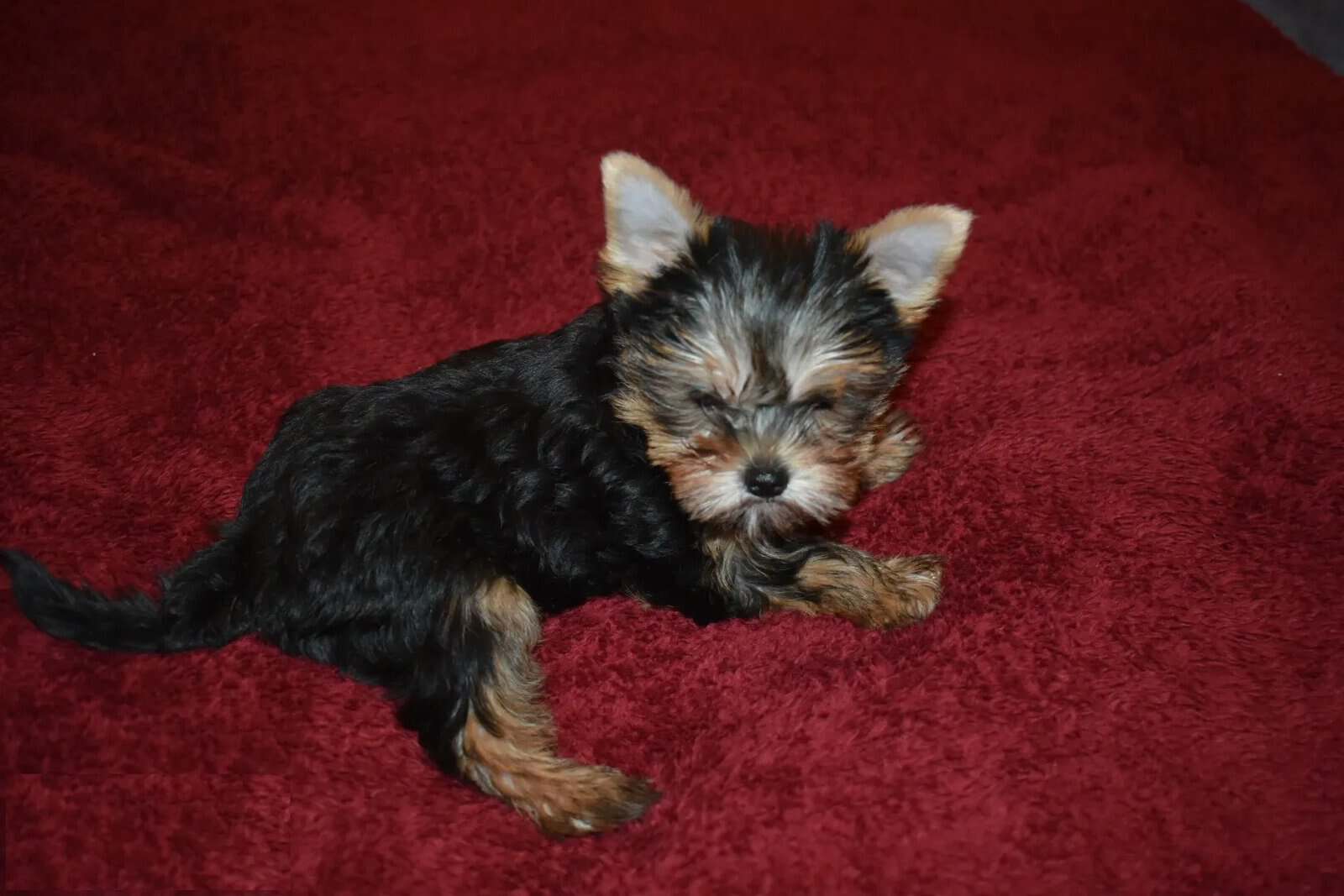 Male Yorkie image 3