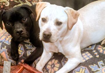 2 beautiful pit pups