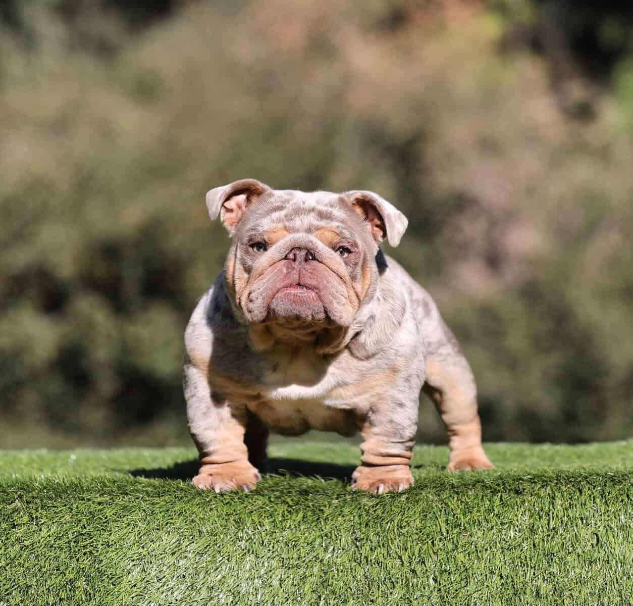 English Bulldog Studs image 1