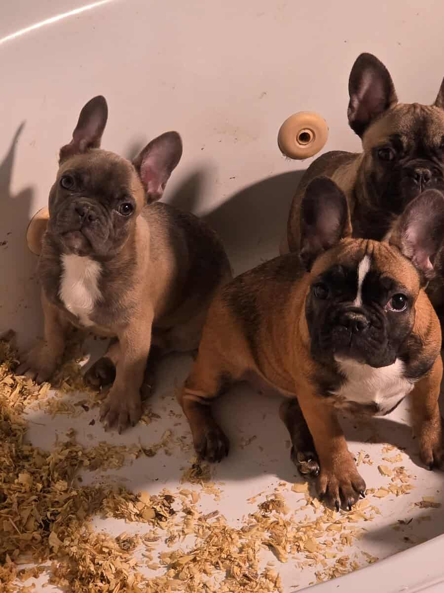 Frenchie image 3
