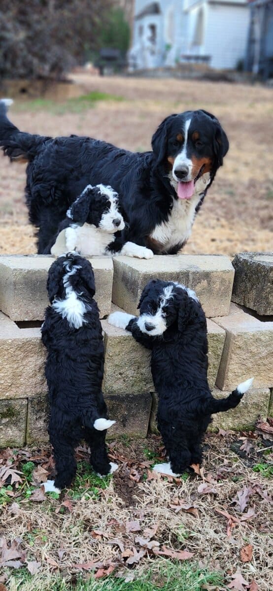 Bernedoodle F1 Puppies image 6